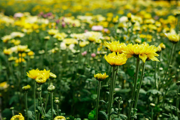 Closeup chrysanthemum flower