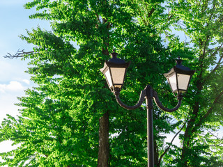 Street lights among the trees in the park