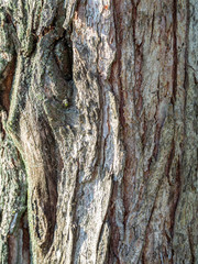 Old Wood Tree Texture Background Pattern
