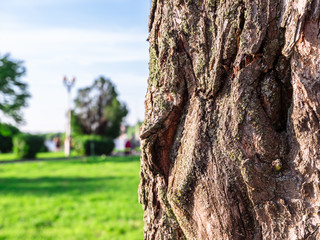 Old Wood Tree Texture Background Pattern