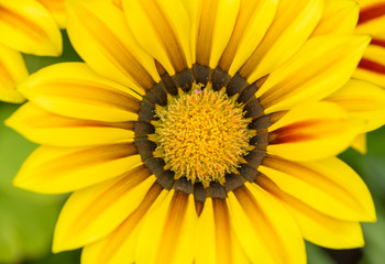 Gazania flower close-up