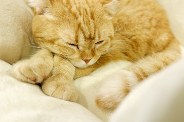 Sleeping gold cat in white bed.