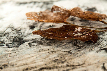 Old dry leaves isolated