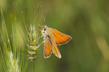 Obraz premium Macro Shot Of Little Orange Butterfly In Field