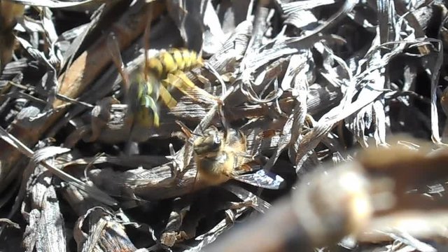 European wasp attacking a bee
