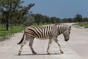 Fototapeta na wymiar Zebra crossing a gravel road