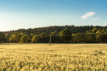 fields_june2017