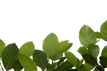 Green leaf and branches on white background