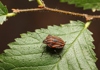 Red striped bag on leaf