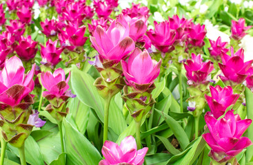  Siam Tulip 