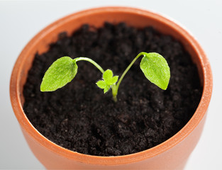 First leaves of new germinant