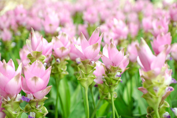 Obraz premium siam tulip flowers