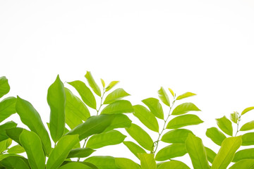 Green leaf and branches on white background