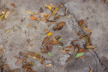 autumn