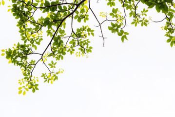 Obraz premium Green leaf and branches on white background