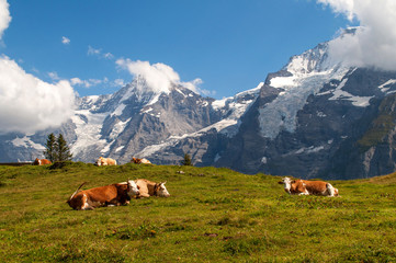 Fototapeta na wymiar Cows lie in a meadow under snow-covered mountains and rocks - Mürren, Swiss