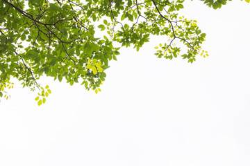 Green leaf and branches on white background
