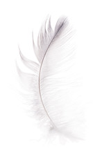 fluffy light grey isolated feather