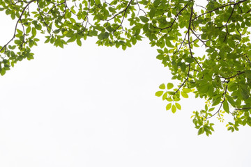 Green leaf and branches on white background