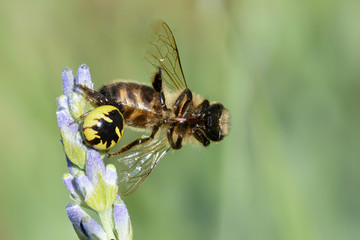 Araignée en plein repas