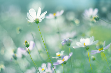 White flowers cosmos on a gentle green background.Colors in the field outdoors. Soft focus.