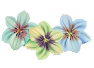 Beautiful bouquet of flowers. Vector summer flowers isolated on white background. Blossom for flower design. Lilies in different colour.