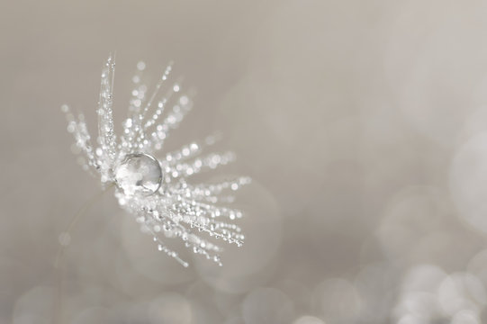 Seed of a dandelion with water drops on a background with a bokeh. Artistic macro with a dandelion of white color.