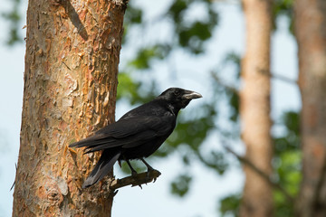 Rabenkrähe an einen Nadelbaum in der Fischbeker Heide