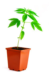 Hemp cannabis isolated