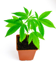 Hemp cannabis isolated