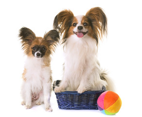 papillon dogs in studio