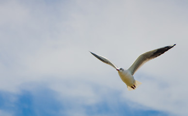Fototapeta na wymiar Beautiful Seagull flying in the sky