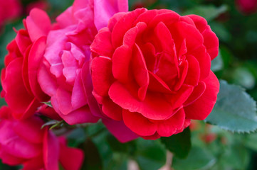 A lush bush of red roses on a background of nature. Many flowers and buds on the stem.