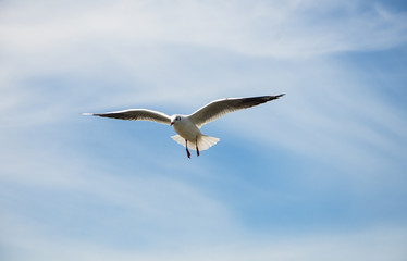 Seagull flying among beautiful sky.