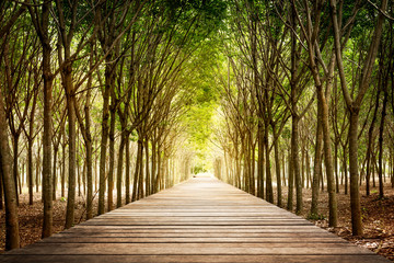 Wooden walkway and rubber tree