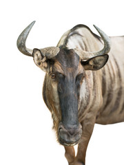 Naklejka premium Wildebeest isolated