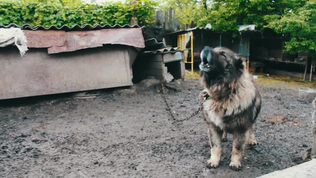 Caucasian shepherd big dog on a chain runs and barks near a dog booth