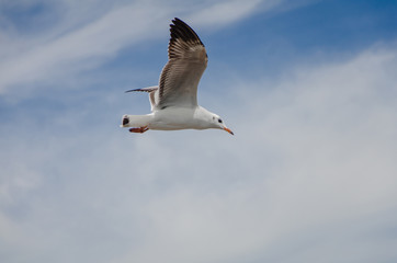 Beautiful Seagull flying in the sky