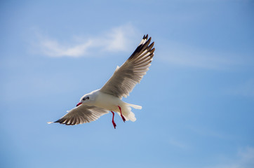 Beautiful Seagull flying in the sky