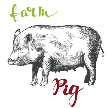 farm, pig hand drawn vector illustration realistic sketch