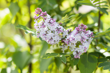Obraz premium A branch of lilac in a garden