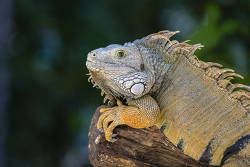 Close up portrait of a resting iguana in Island Mauritius