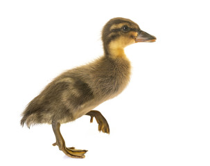 Indian Runner ducking