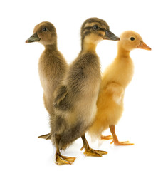 Indian Runner ducking