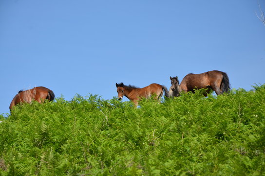 Chevaux portugais Garrano