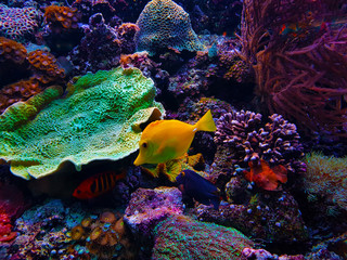 Yellow fish on a coral reef