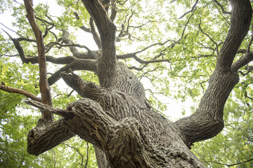 Details from a famous and very old oak tree, from the forest near Letea village, in the Danube Delta area, Romania, in a summer day