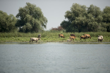 Obraz na płótnie Canvas Cows through water on a channel in Danube Delta, Romania, in a summer sunny day