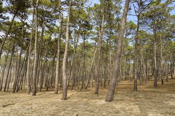 Pin maritime, Pin des Landes,  Pinus pinaster, Foret Landaise, 33, Gironde © JAG IMAGES
