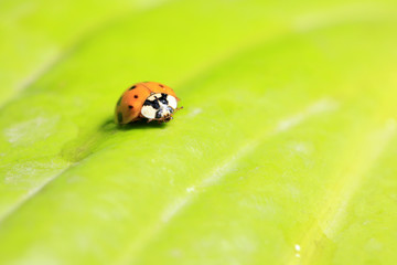 Ladybird
